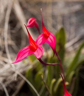 Die Vielfalt peruanischer Orchideen in der Nähe der Sarkophage von Karajia