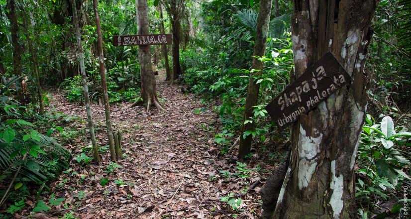 Bereich mit Heilpflanzen im Nationalreservat Tambopata, Madre de Dios, Peru.