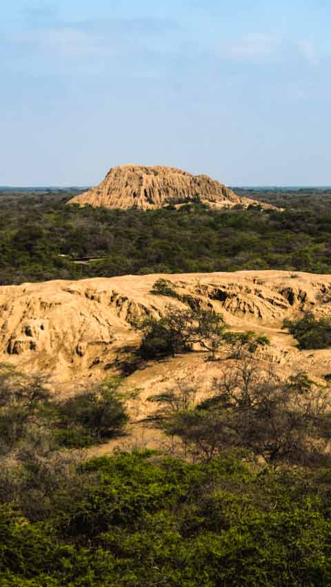 Pomac Forest