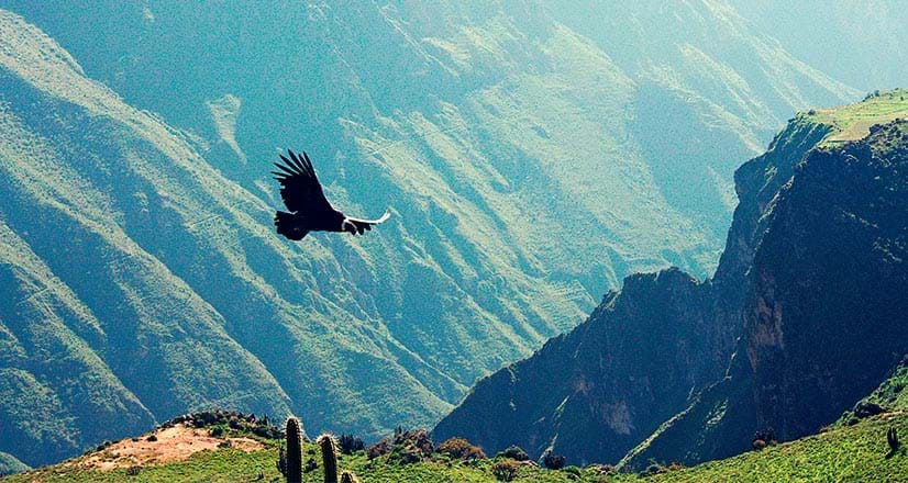 Condor flying over the Colca Canyon