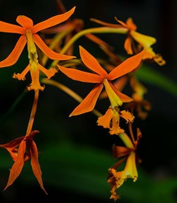 Different varieties of orchids near the Gocta Waterfall