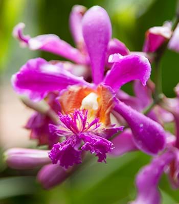 Variety of orchids near Huayna Picchu