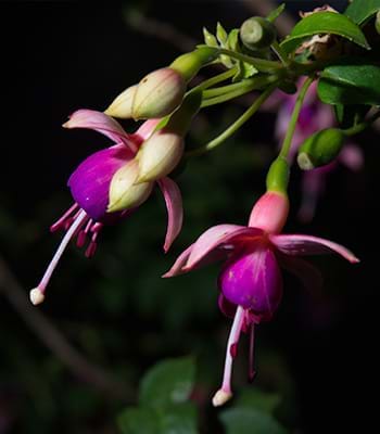 Unique species of plants and flowers in the surroundings of Huayna Picchu