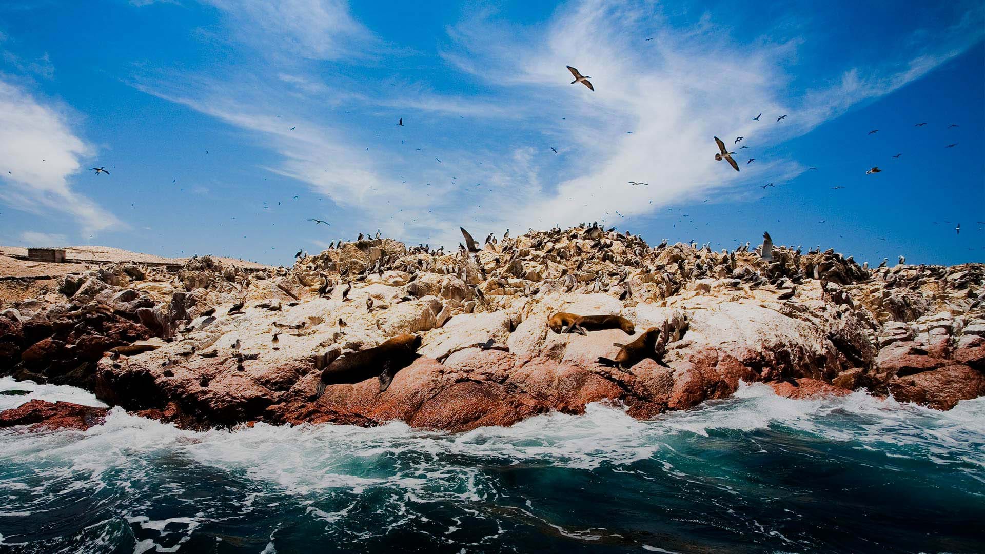Sea lions at the Ballestas Islands