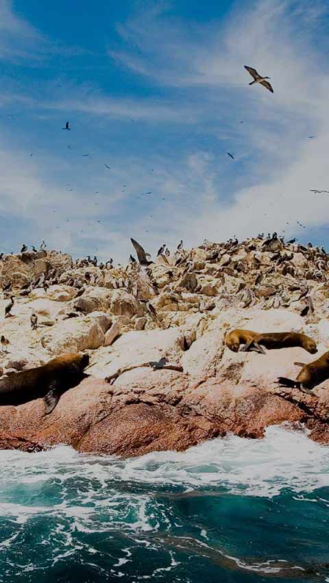 Sea lions at the Ballestas Islands