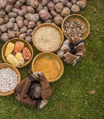 Different varieties of potatoes in the Potato Park