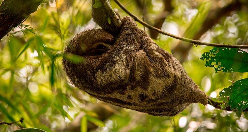 Lazy bear resting on a tree near the Amazon River