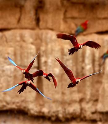 Visit the natural habitat of macaws in the Tambopata National Reserve
