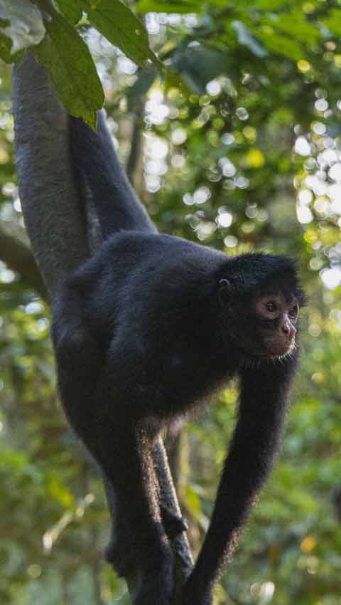 Monkey Island