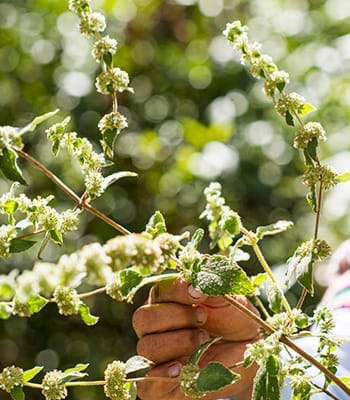 Hierbas medicinales en Urubamba