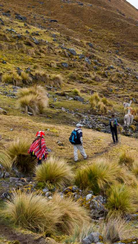 Lares