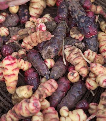 Verduras cosechadas en la región cercana a los Mausoleos Révash