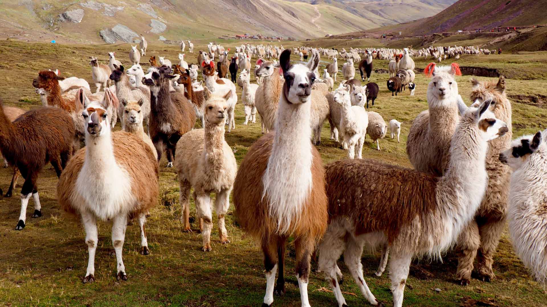 Centro Ecoturístico Mundo Alpaca Perú Travel