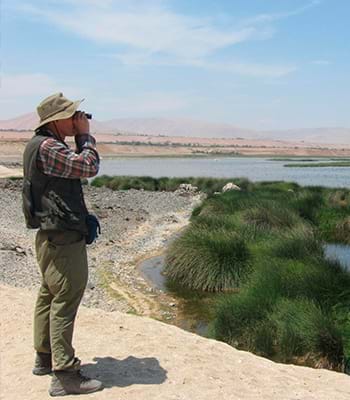 Observación de las aves y fauna silvestre en los Humedales de Ite.