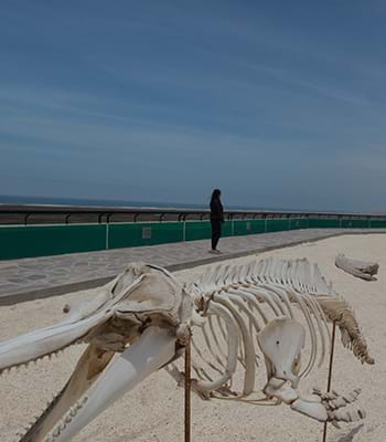 Visita el museo del desierto y el mar.