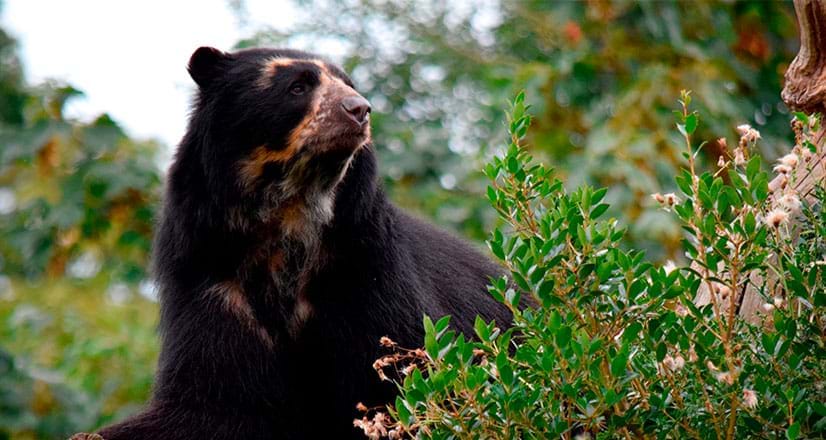 Oso de anteojos en el Área de Conservación Privada de Chaparrí