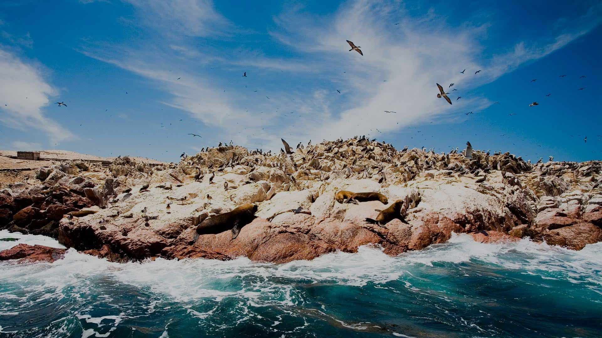 Paracas et les Iles Ballestas