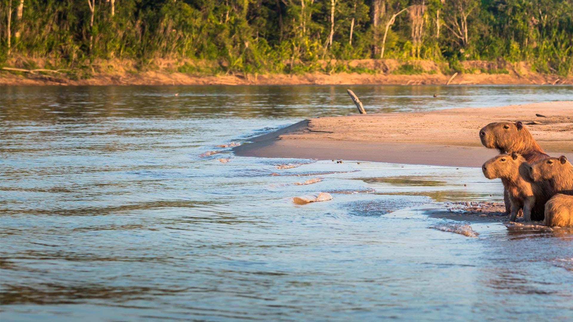 Parc National de Manu