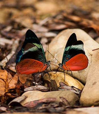 Plusieurs espèces de papillons de jour dans le Parc National du Manu
