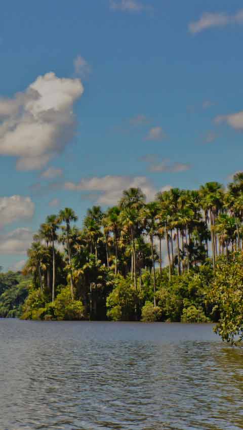 Réserve Nationale Tambopata