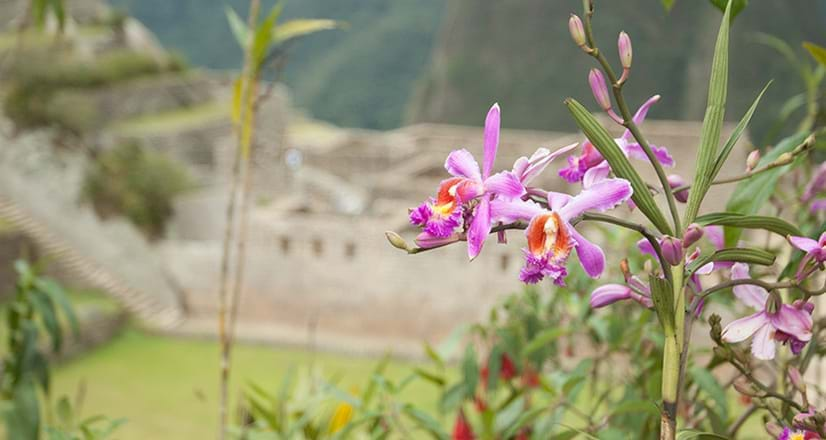 Orchidées dans le sanctuaire