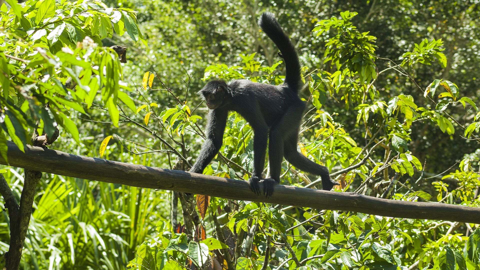Amazon Rescue Center - CREA
