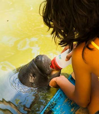 Connaître le processus de réhabilitation d'un animal aquatique sauvé.