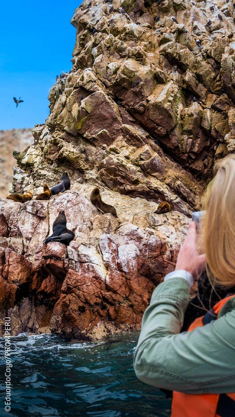 Turisti che osservano da vicino i leoni marini, Paracas.