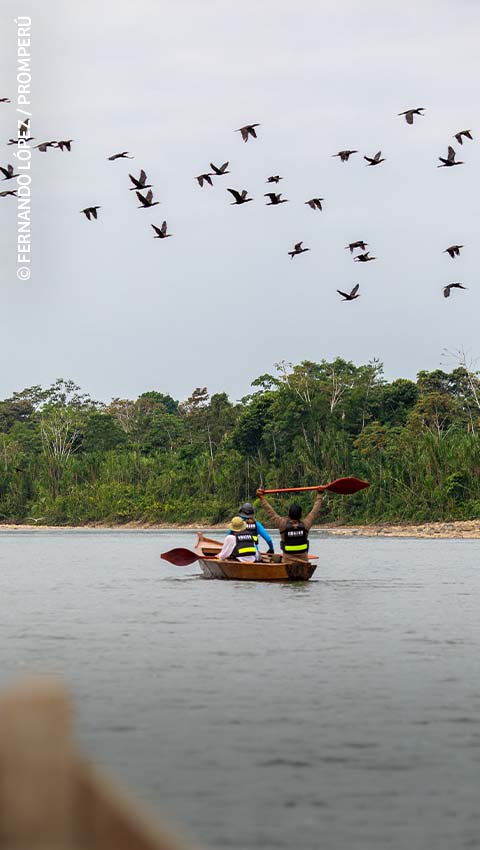 Parque Nacional del Manu​.