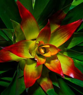 Diverse specie di orchidee a Machu Picchu