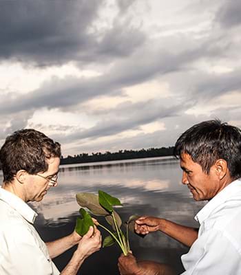 Piante medicinali e usi tipici a Loreto