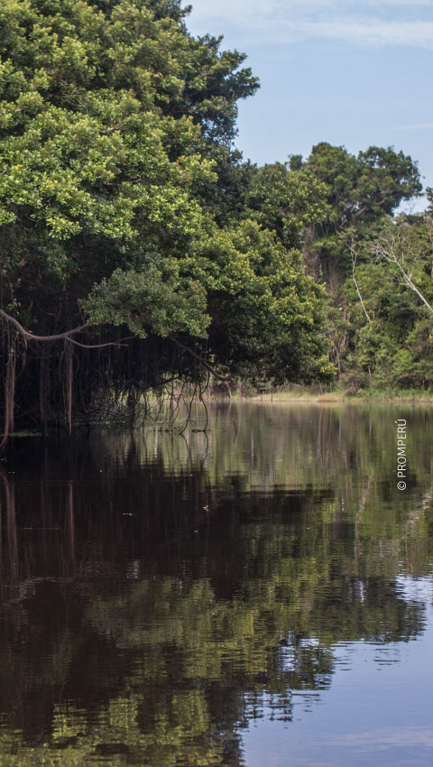 Reserva Nacional Pacaya Samiria © PROMPERÚ
