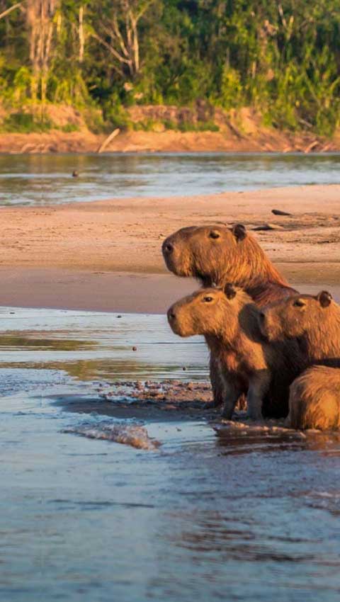 マドレ・デ・ディオス：生物の多様性を感じられる場所