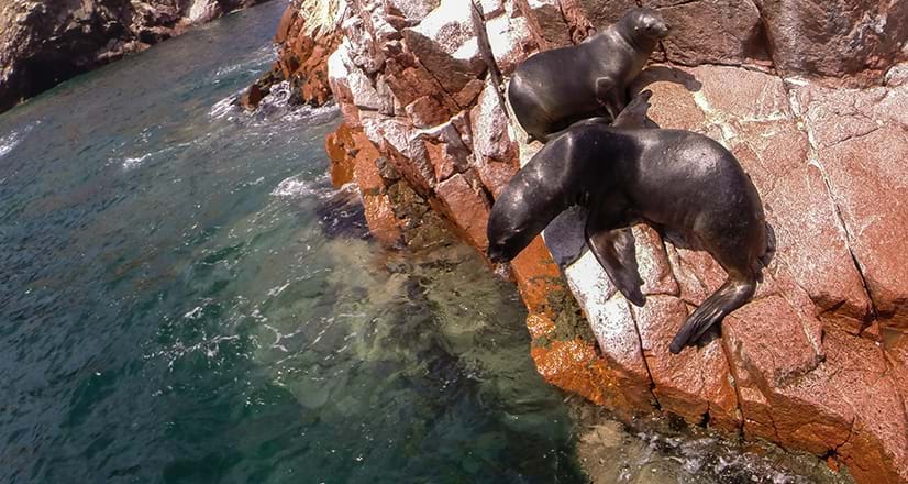 Leões marinhos descansando nas Ilhas Ballestas