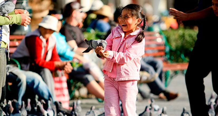 Pombas na Praça de Armas em Arequipa