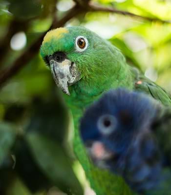 Observação de aves em Yumbilla