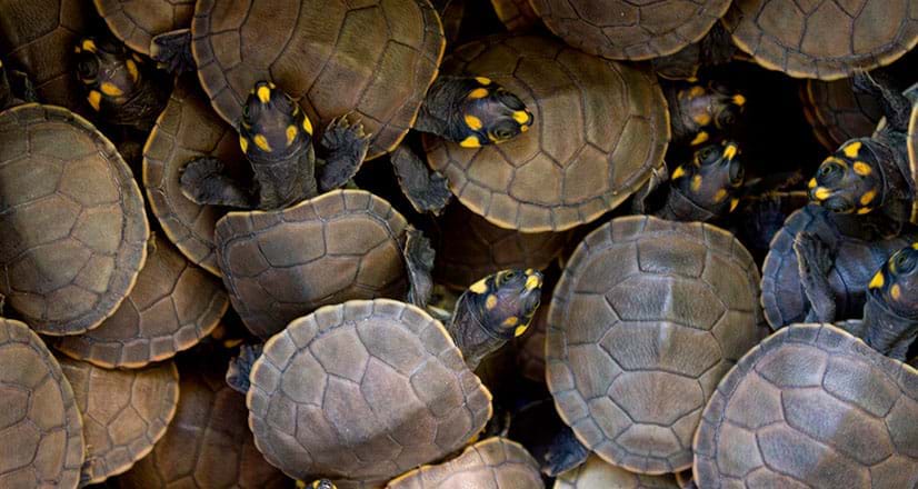 Tartarugas Charapa na Reserva Nacional Pacaya Samiria