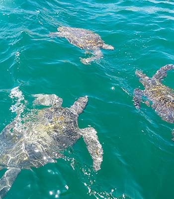 Nade com tartarugas no Ñuro, localizado em Los Órganos.