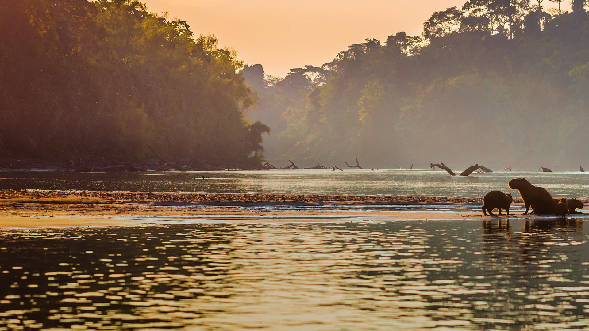 Parque Nacional de Manú