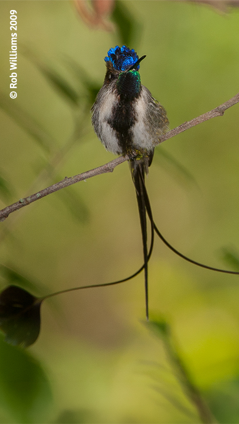  Marvelous spatuletail hummingbird