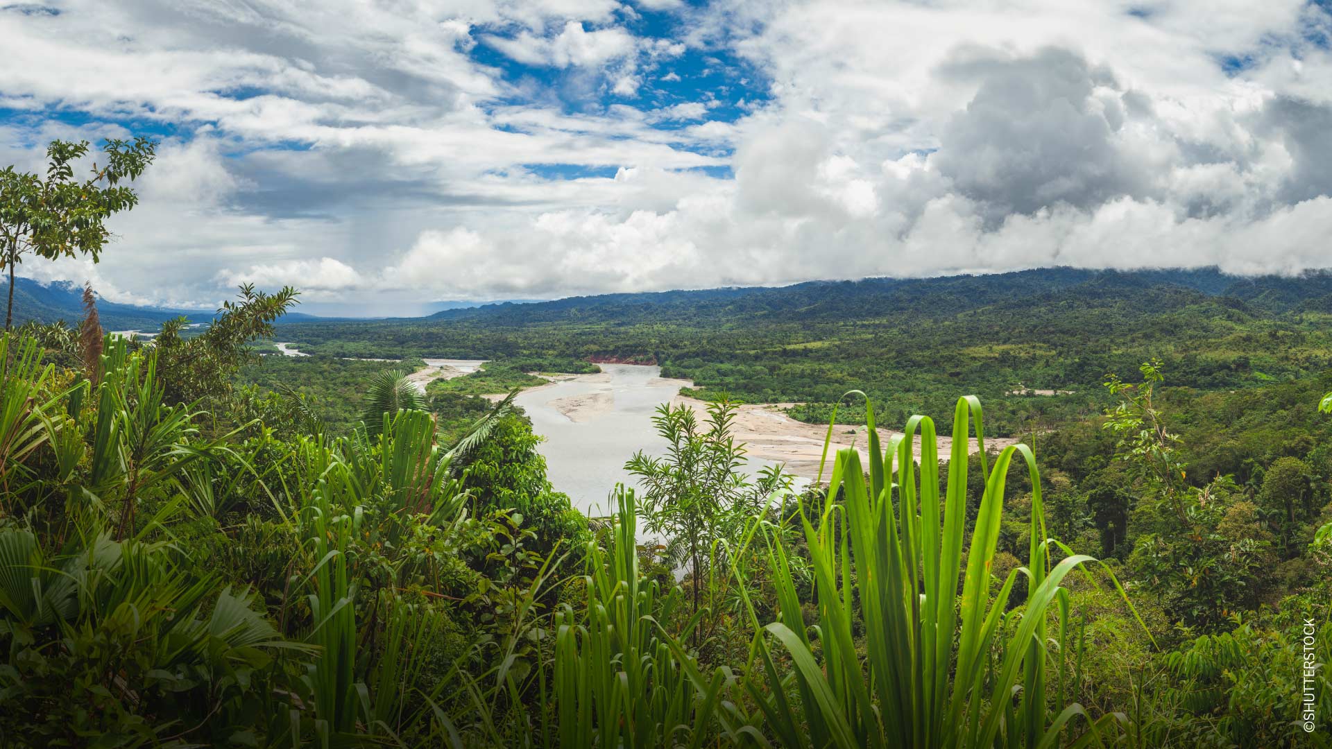 Vue de la forêt amazonienne depuis le Parc de la Réserve Nationale de Manu