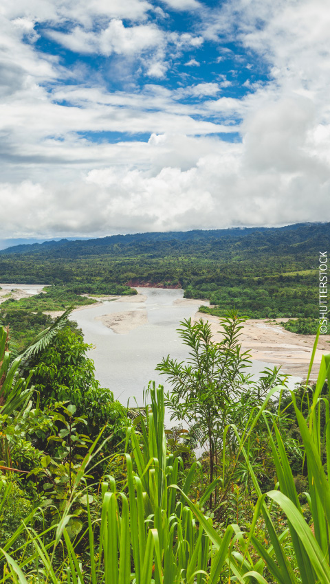 Vue de la forêt amazonienne depuis le Parc de la Réserve Nationale de Manu