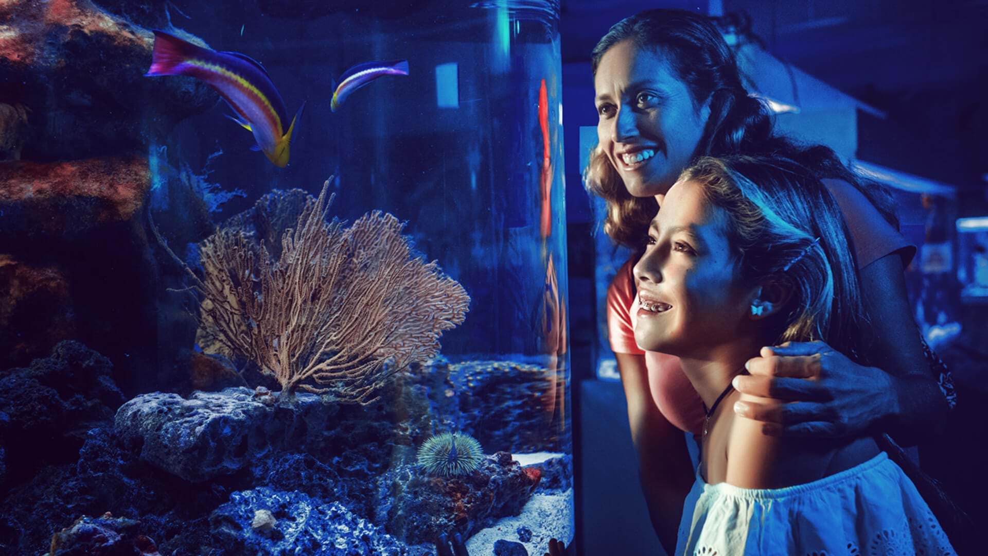 Acuario Hippocampus