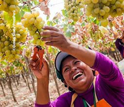Weinlese Festival in der Bodega Lazo