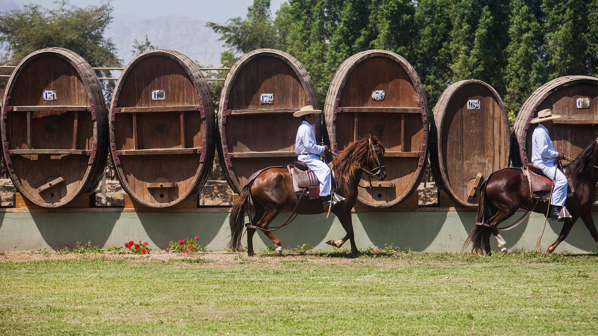 Tacama wine cellar and vineyard