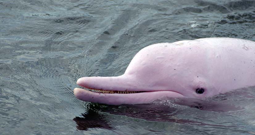 delfin-rosado-dia-animales
