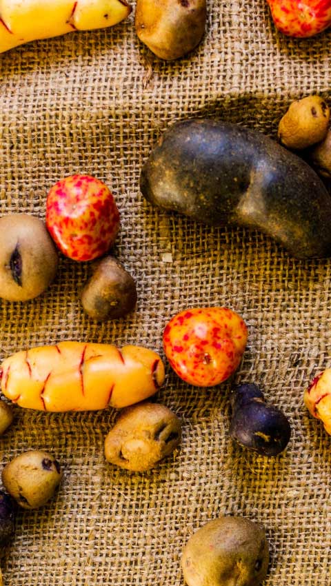 Variety of Peruvian potatoes