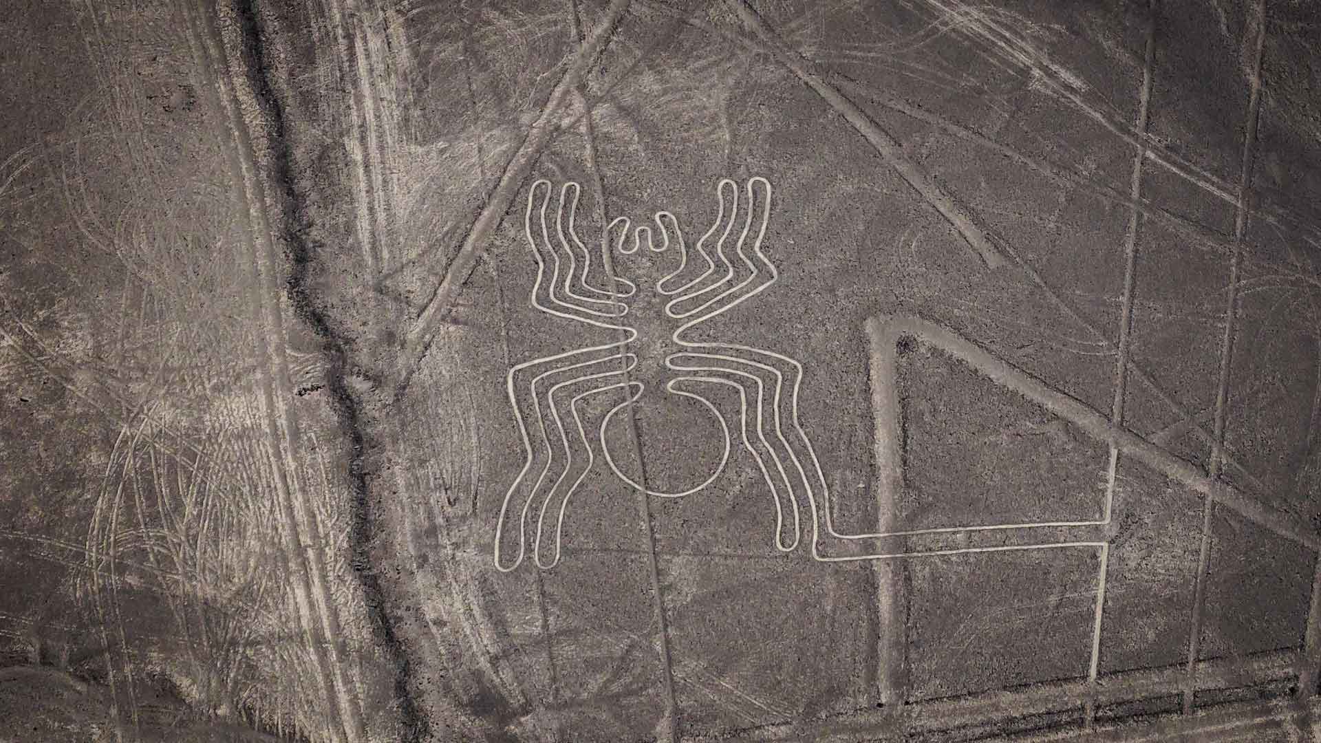Spider