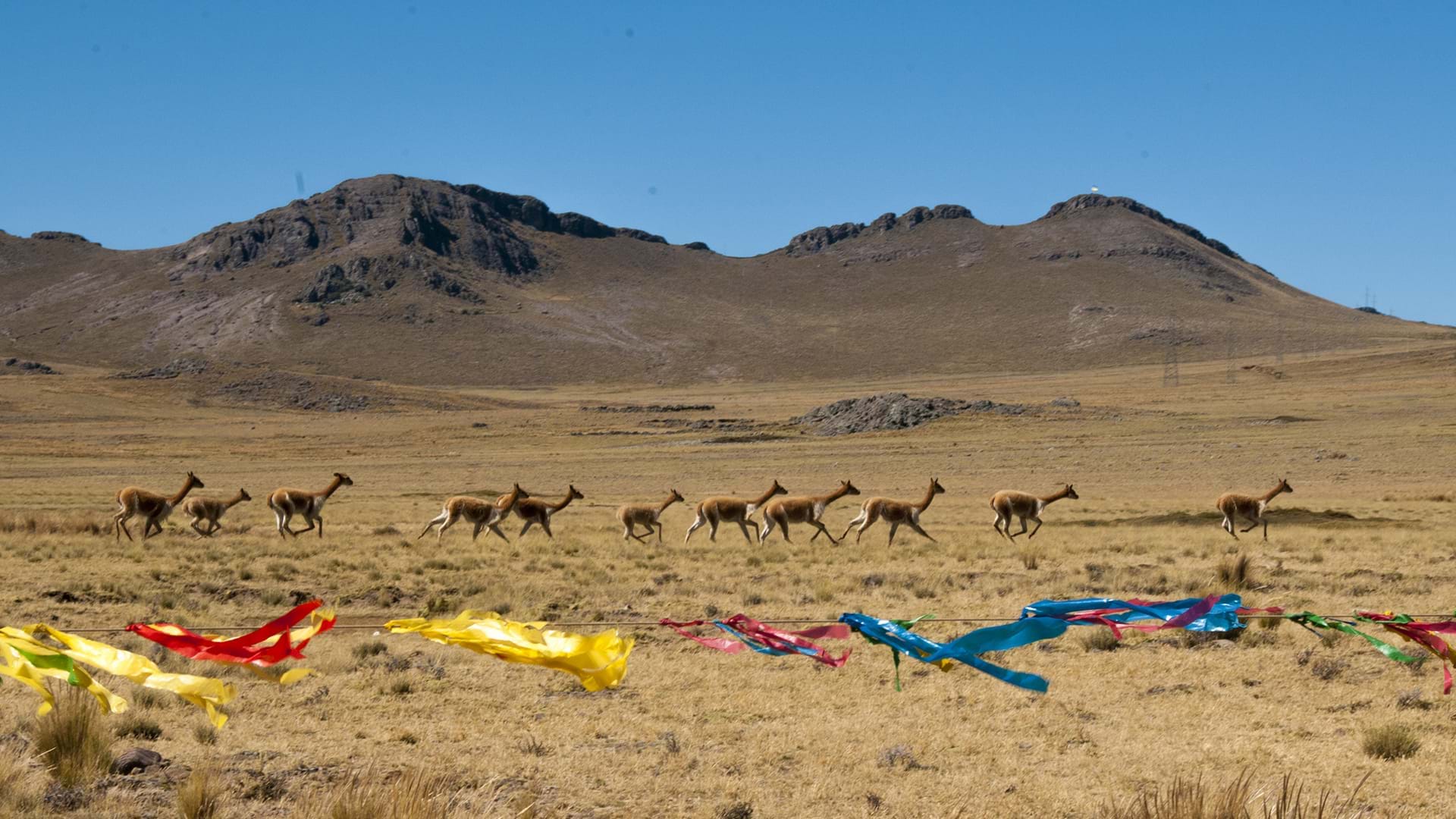 Chaku de vicuñas