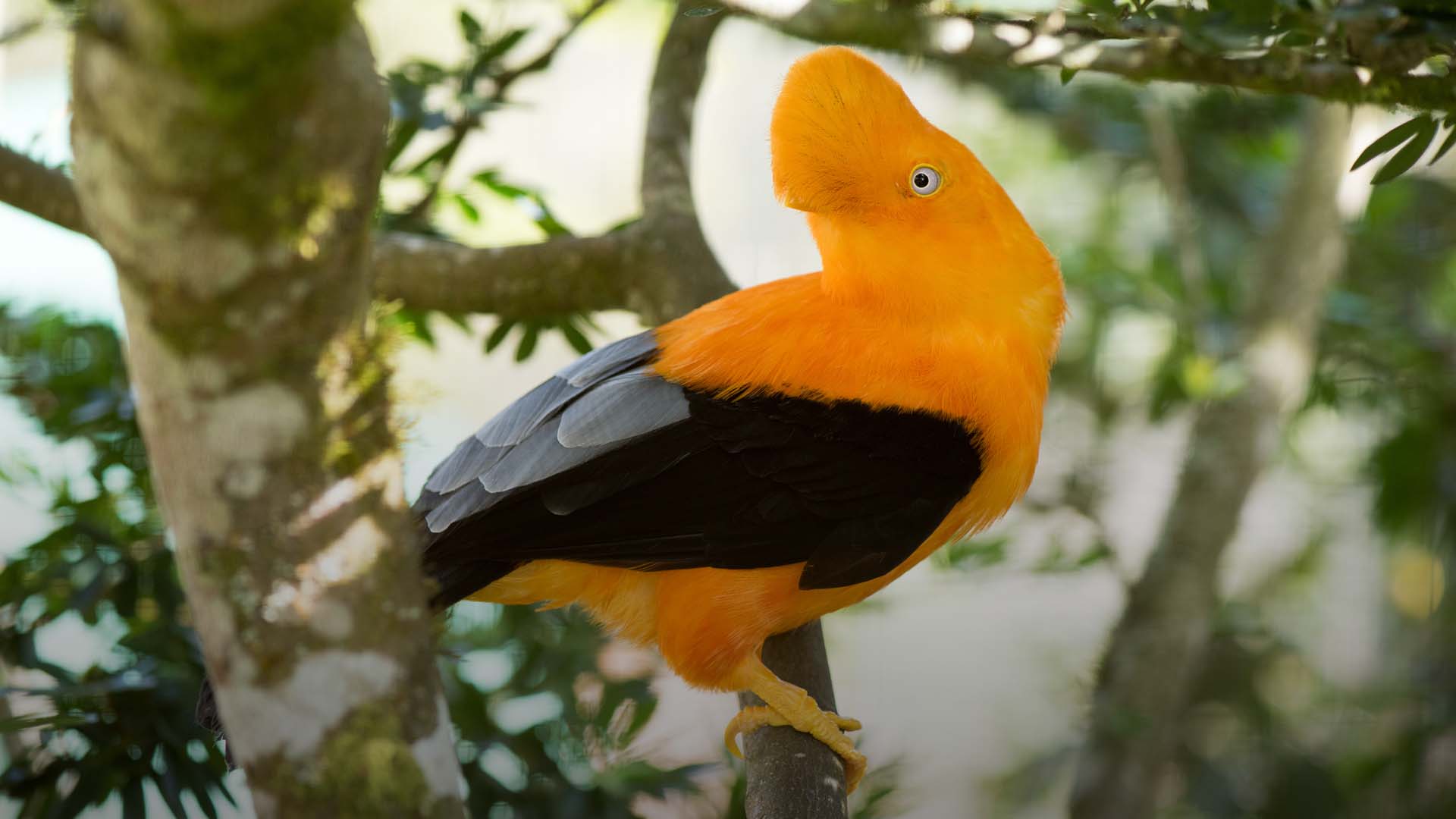 Gallito de las Rocas